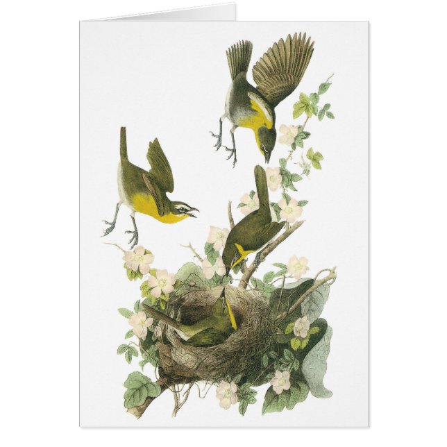 Gult-Chatta av Audubon Hälsningskort (Framsidan)