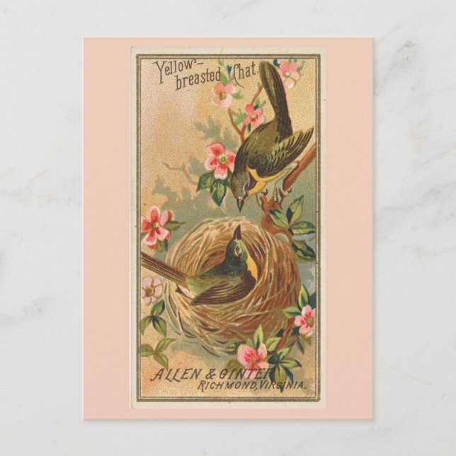 Gult-Chatta Vykort (Framsida)