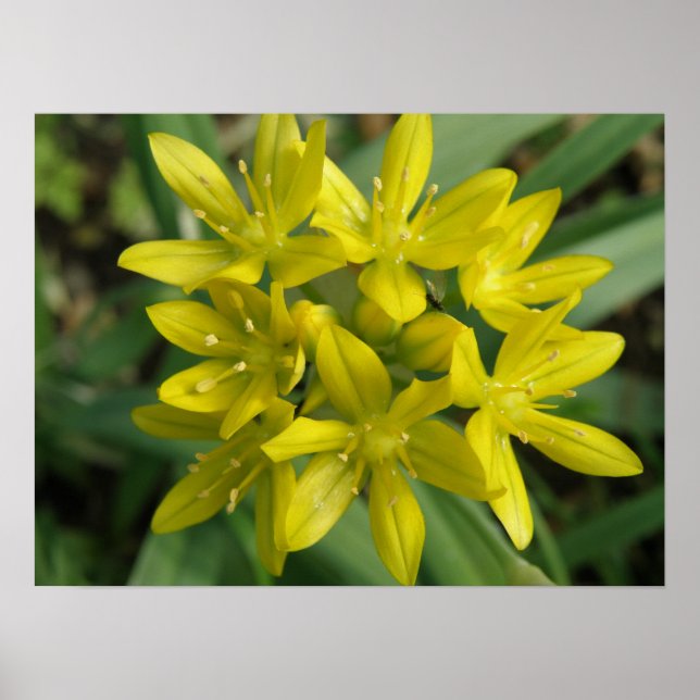 Gult Chionodoxa Flower Print Poster (Framsidan)