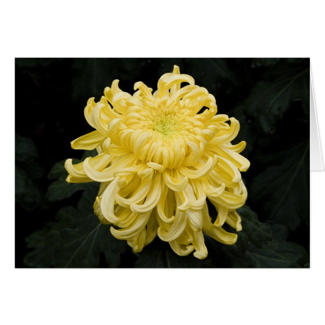 Gult Chrysanthemum Card Hälsningskort (Framsidan Horizontal)