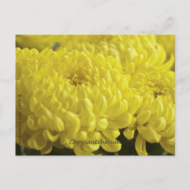 Gult Chrysanthemum Macro Photograph Vykort (Framsida)