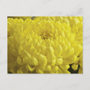 Gult Chrysanthemum Macro Photograph Vykort