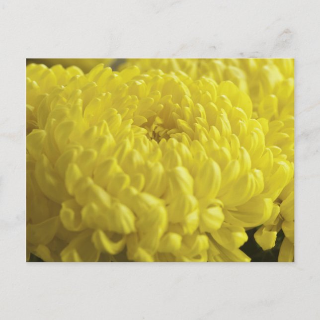 Gult Chrysanthemum Macro Photograph Vykort (Framsida)