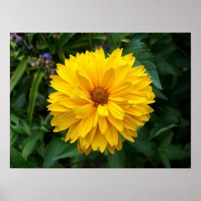 Gult Chrysanthemum Poster (Framsidan)