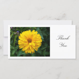 Gult Chrysanthemum - Tack Kort