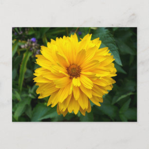 Gult Chrysanthemum Vykort