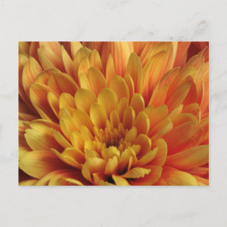 Gult Chrysanthemum Vykort