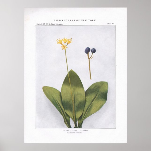 Gult Clintonia, Dogberry - Clintonia borealis Poster (Framsidan)