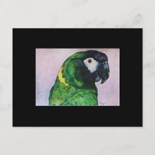 Gult Collated Macaw ACEO Art Trading Card Vykort