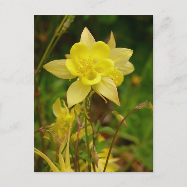 Gult Columbine Flower vycard Vykort (Framsida)