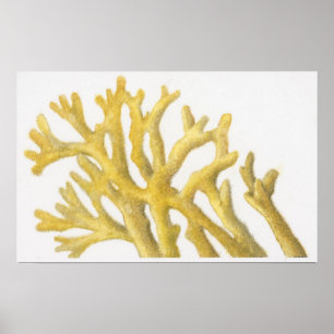 Gult Coral Poster