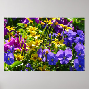 Gult Coreopsis och Lila Violas Colorful Blommigt Poster