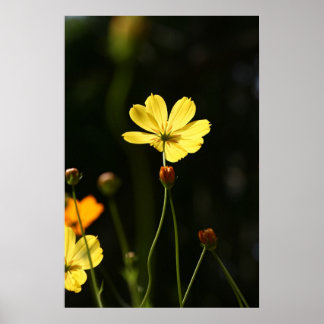 Gult cosmos-blomma poster