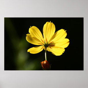 Gult cosmos-blomma poster