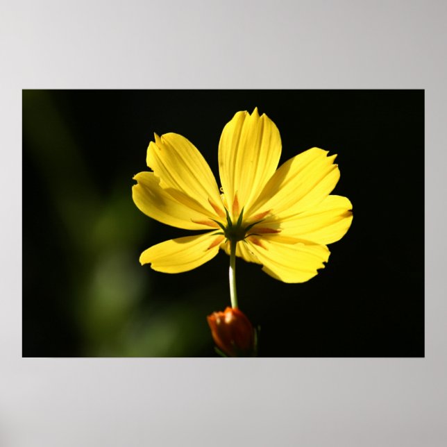 Gult cosmos-blomma poster (Framsidan)