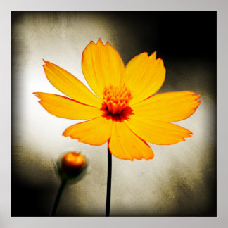 Gult cosmos-blomma - Poster konst