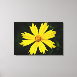 Gult Cosmos Flower Close 2 Canvastryck
