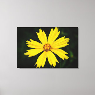 Gult Cosmos Flower Close 2 Canvastryck