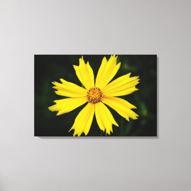 Gult Cosmos Flower Close 2 Canvastryck (Framsida)