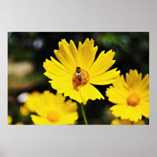 Gult Cosmos Flower och Bee Poster