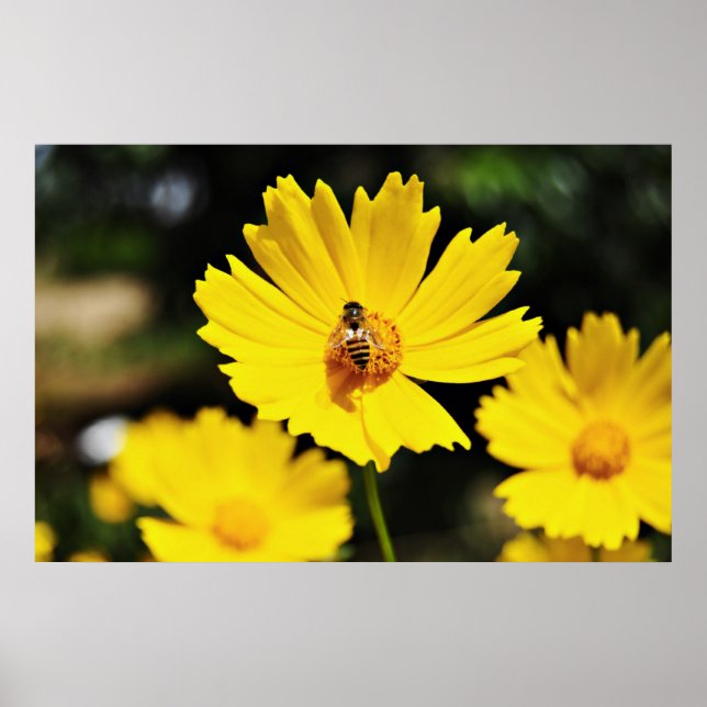Gult Cosmos Flower och Bee Poster (Framsidan)