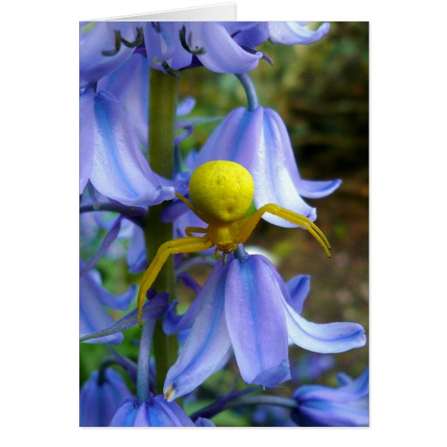 Gult Crab/Flower Spider Hälsningskort (Framsidan)