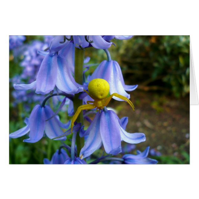 Gult Crab/Flower Spider Hälsningskort (Framsidan Horizontal)