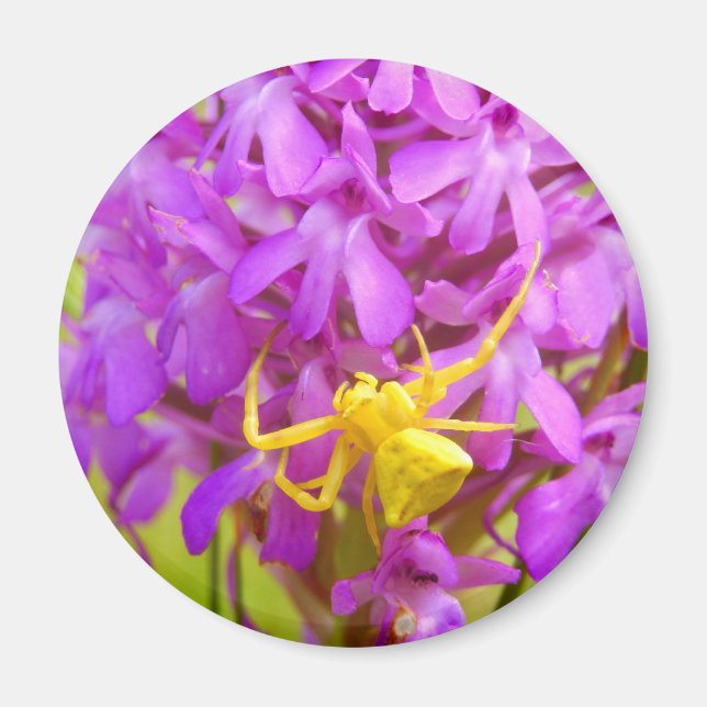 Gult Crab Spider Magnet (Framsidan)