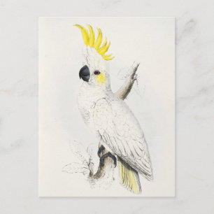 Gult Crestation Cockatoo vycard Vykort