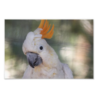 Gult Crested Cockatoo - Skriv ut Fototryck