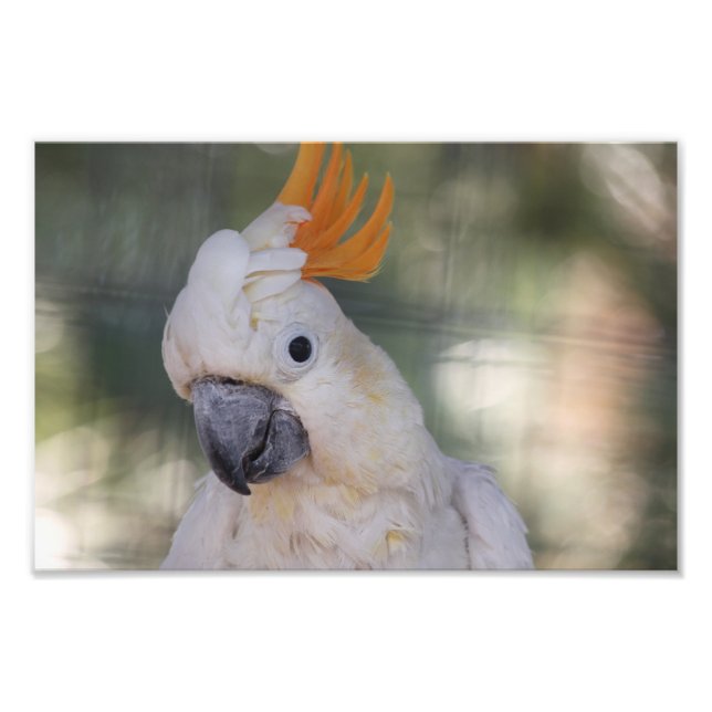 Gult Crested Cockatoo - Skriv ut Fototryck (Framsidan)
