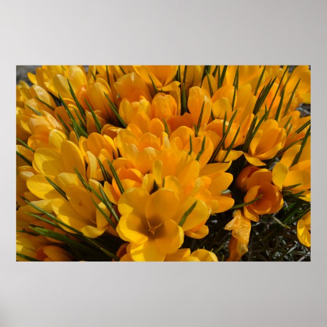 Gult Crocus flavus - Golden Gula blommor Poster (Framsidan)