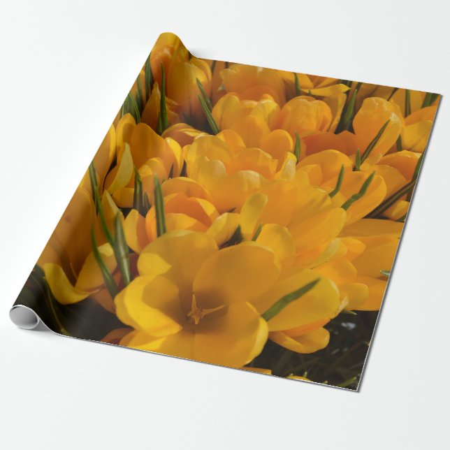Gult Crocus flavus - Golden Gula blommor Presentpapper (Utrullad)