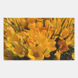 Gult Crocus flavus - Golden Gula blommor Rektangulärt Klistermärke