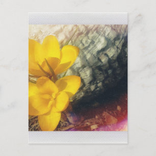 Gult Crocus Flowers Vykort