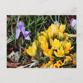 Gult Crocus-foto med gröntens accent Vykort