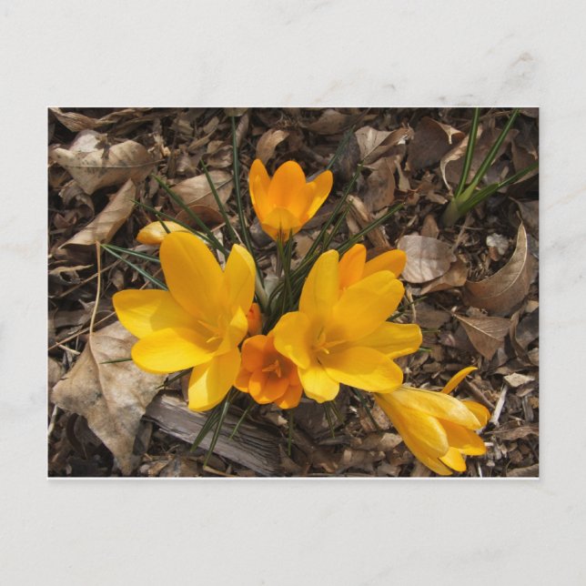 Gult Crocus Vykort (Framsida)