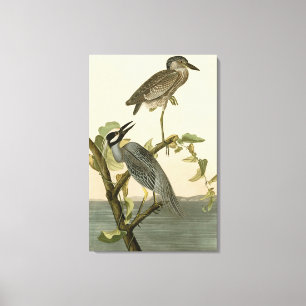 Gult-Crowned Heron från Audubon Birds of America Canvastryck