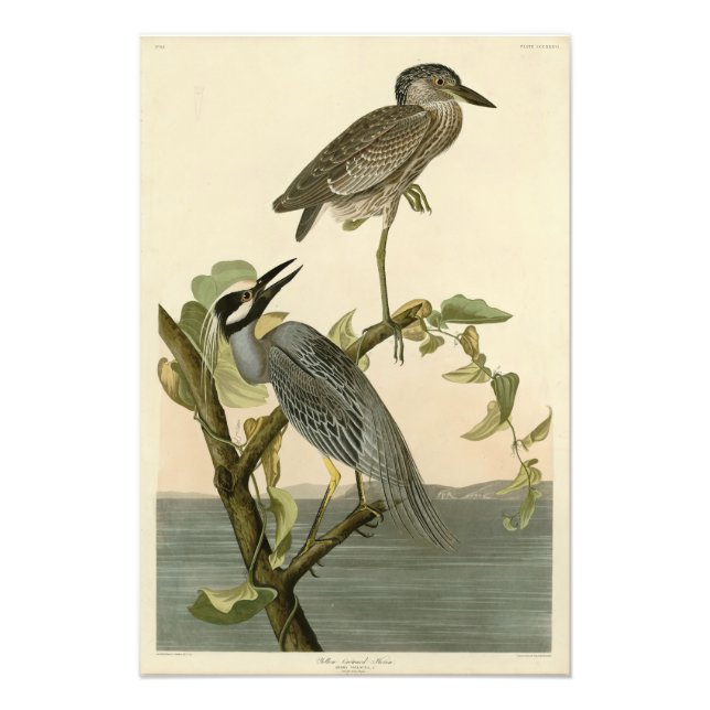 Gult-Crowned Heron från Audubon Birds of America Fototryck (Framsidan)
