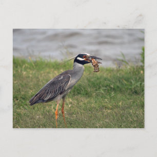Gult Crowned Night Heron äter en Crawdad Vykort