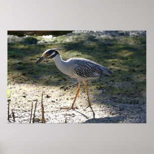 Gult-Crowned Night Heron, Florida Poster
