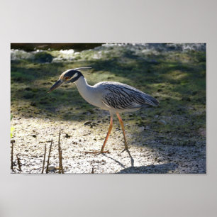 Gult-Crowned Night Heron, Florida Poster