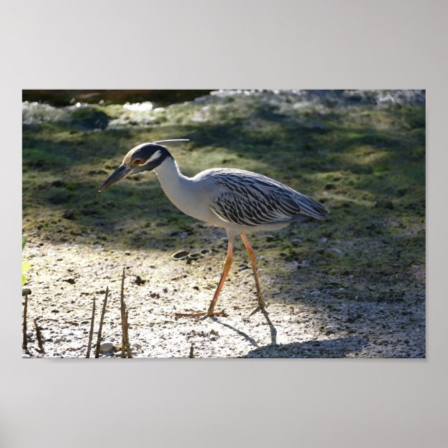 Gult-Crowned Night Heron, Florida Poster (Framsidan)