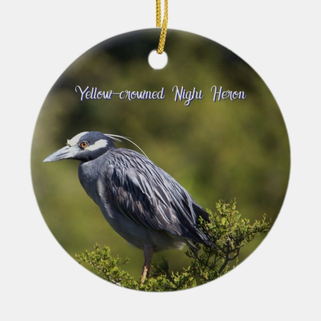 Gult-Crowned Night Heron Ornament (Framsidan)