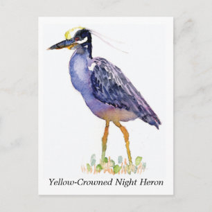 Gult-Crowned Night Heron-vykort Vykort