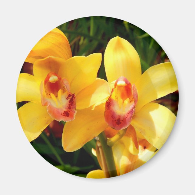 Gult Cymbidium Orchid Magnet (Framsidan)