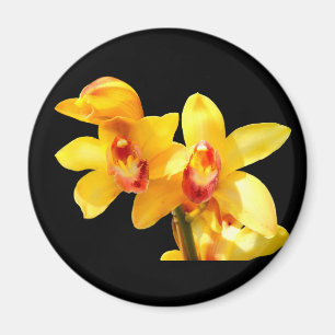 Gult Cymbidium Orchid Magnet