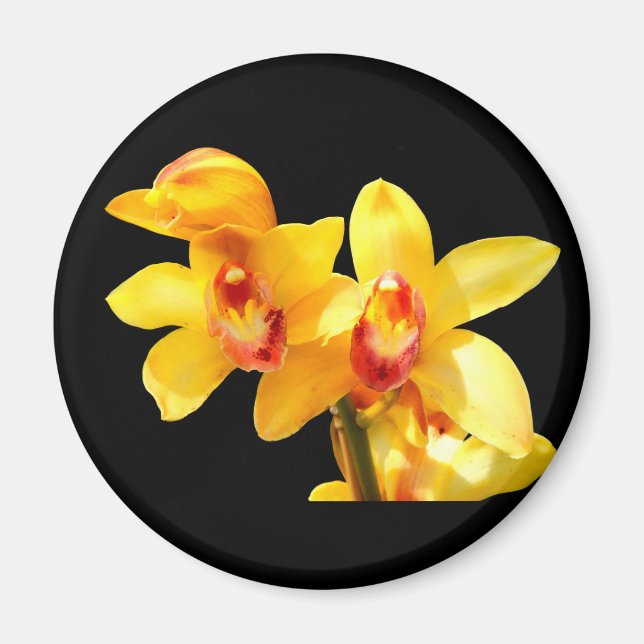 Gult Cymbidium Orchid Magnet (Framsidan)
