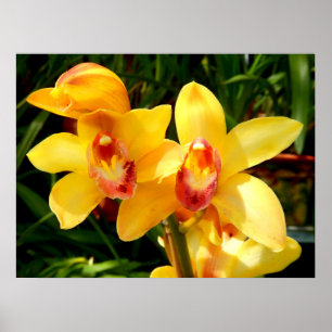 Gult Cymbidium Orchid Poster