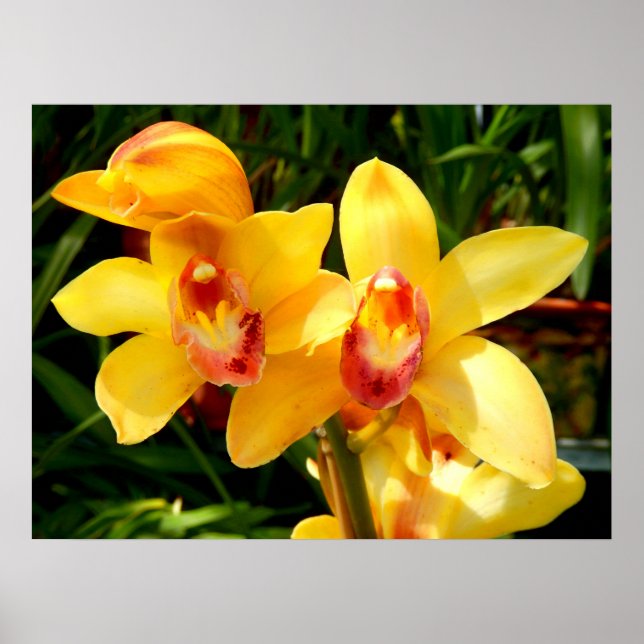 Gult Cymbidium Orchid Poster (Framsidan)